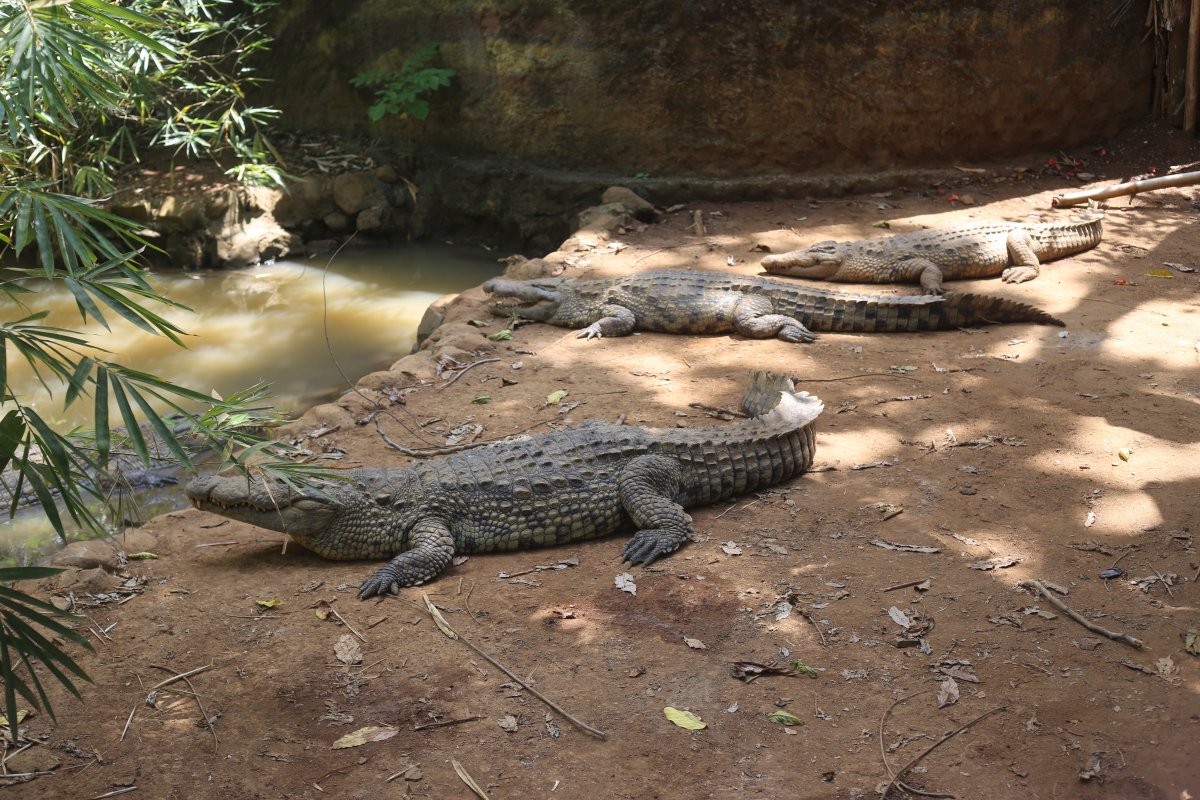 THE ISLAND OF SCENTS