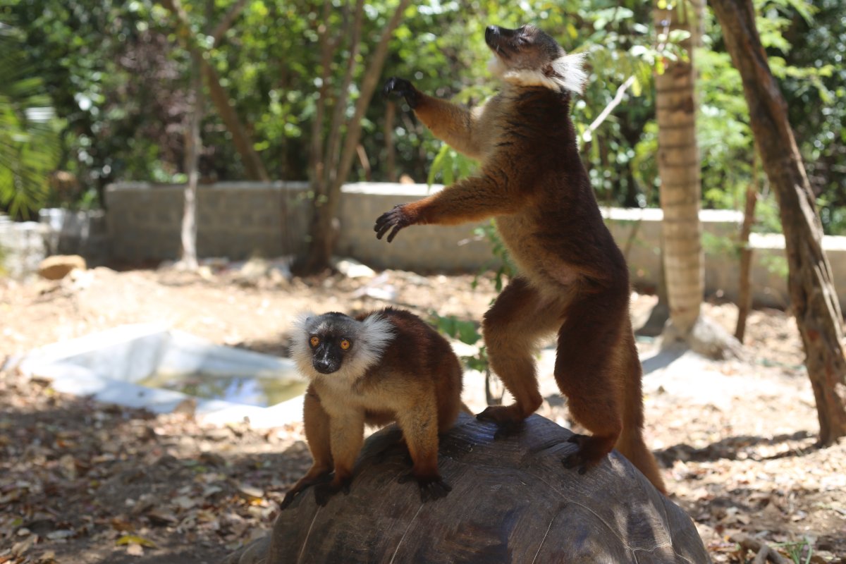 THE ISLAND OF SCENTS