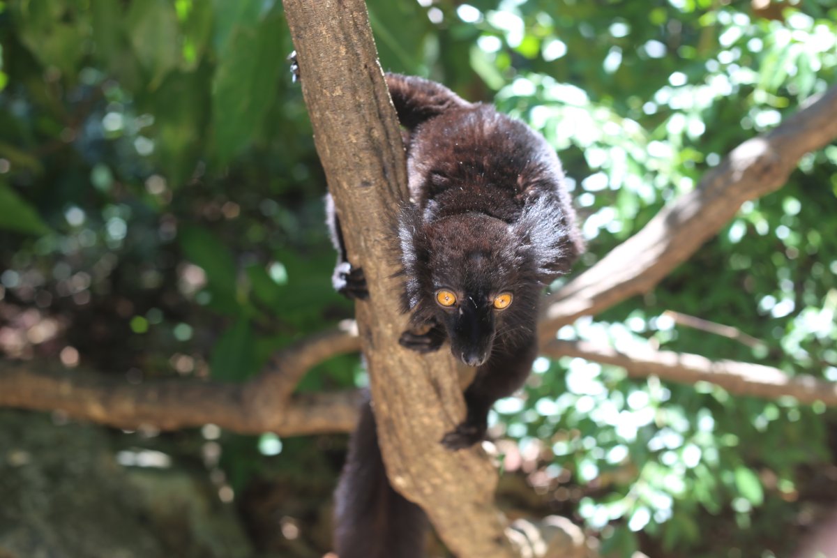 THE ISLAND OF SCENTS